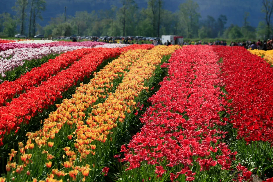 Netherlands + Belgium + Paris (Private Tour) 2 Private Tour Netherlands